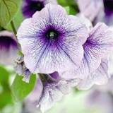 Zašto listovi petunije požute?